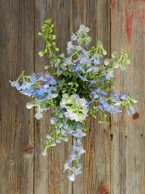 70cm BELLADONNA LIGHT BLUE DELPHINIUM